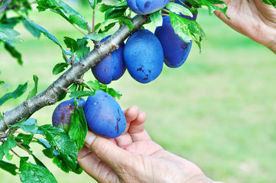Chef Nathan Lyon's Summery Plum Muffins